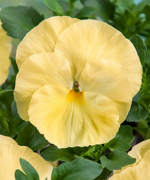 546.030 Pansy F1 XL-Xtrada Lemon Shades_v160